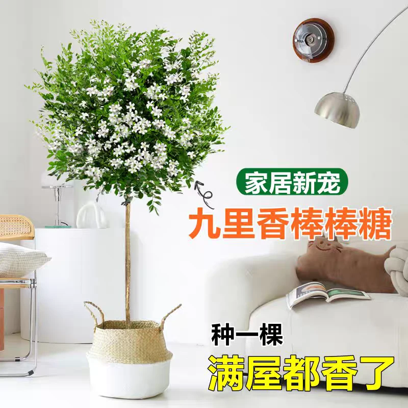 九里香盆栽独杆老桩树苗带花苞客厅阳台四季开花浓香型花卉绿植物