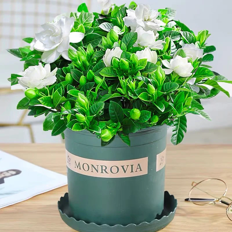 栀子花盆栽开花植物室内驱蚊客厅桌面四季常青观花叶植物净化空气