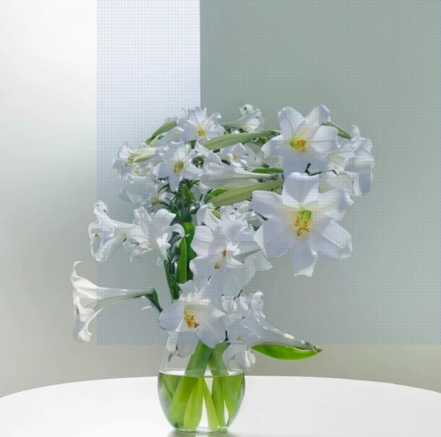 白色百合花种球百合带芽盆栽四季好养白色种球带盆