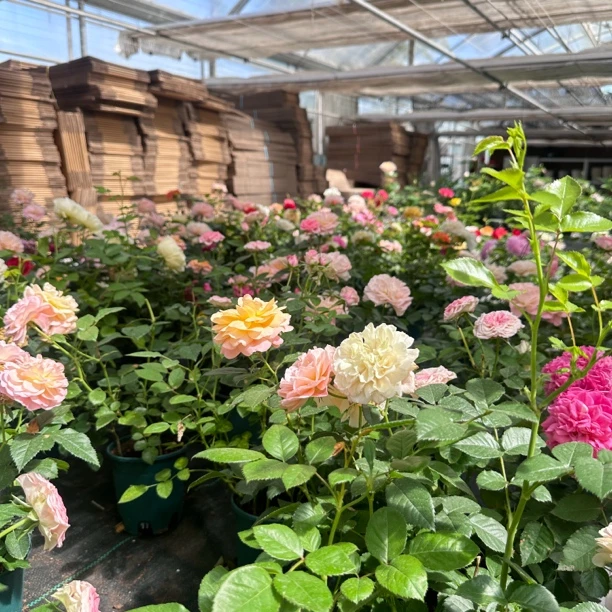 双色四季开花灌木月季庭院花卉植物盆栽玫瑰花苗