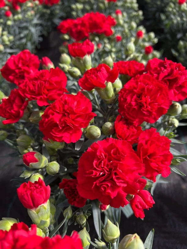 康乃馨盆栽带花苞石竹花绿色四季开花室内阳台客厅绿植花卉好养活