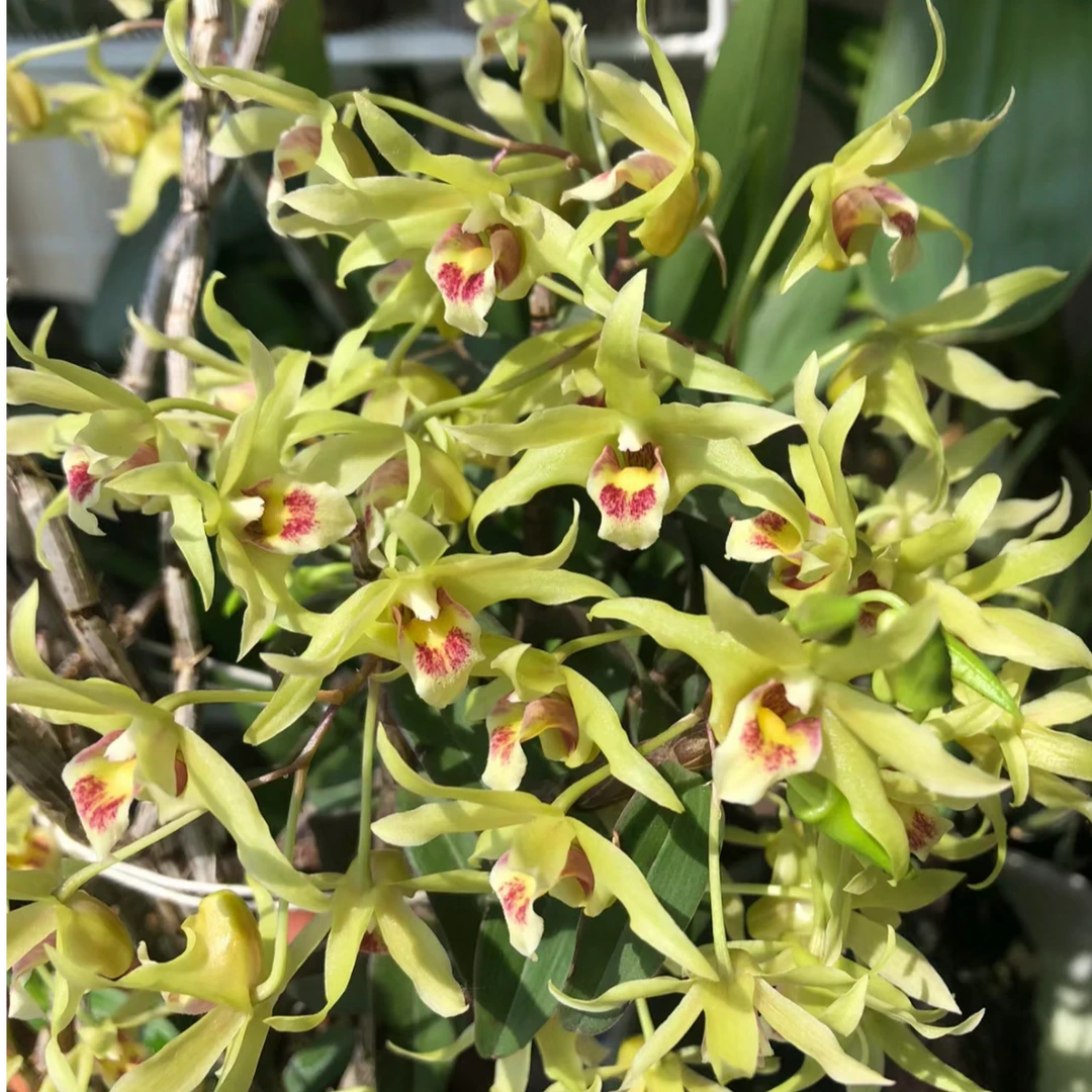 【芸芊精选】云南高山(铁皮石斛)开花好看好吃花色小清新石斛佳品