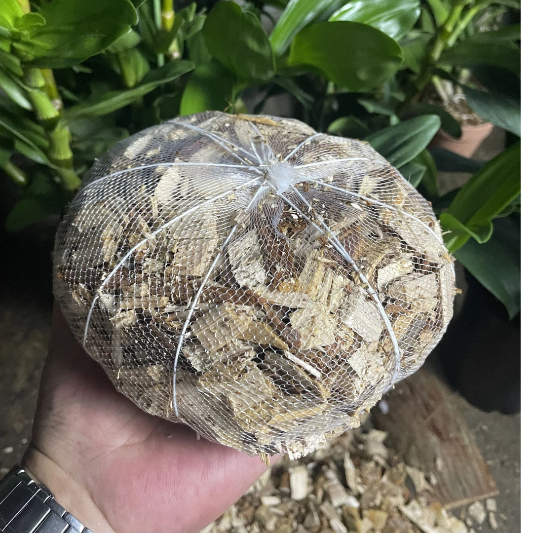 杉木屑植料包（兰科植物专业用植料包）手工杉木屑