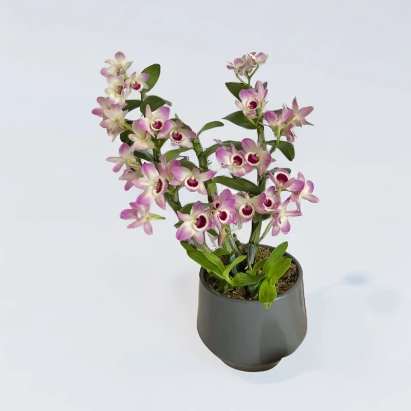 春石斛（素花和粉墨）春季夏季开花花朵清香原根好养