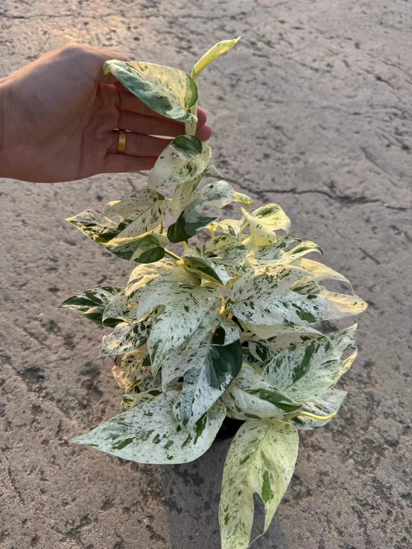 薄荷麒尾锦Epipremnum pinnatum variegated小众网红风一物一拍