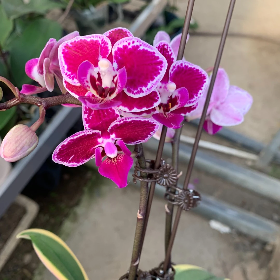 年宵·【蔓越莓】蝴蝶兰开花株