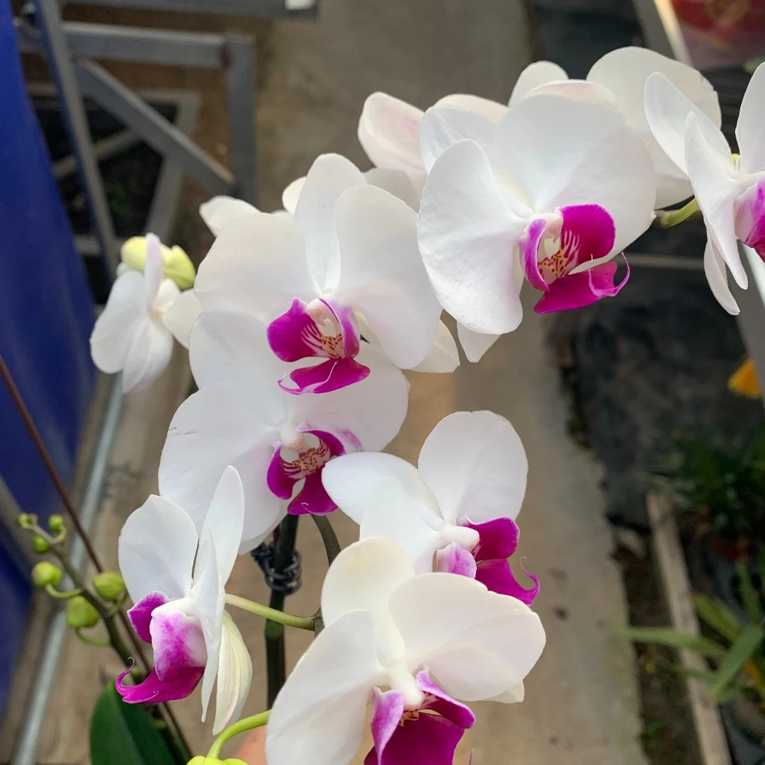【雪玉】蝴蝶兰开花株【3.0】【3棵包邮】