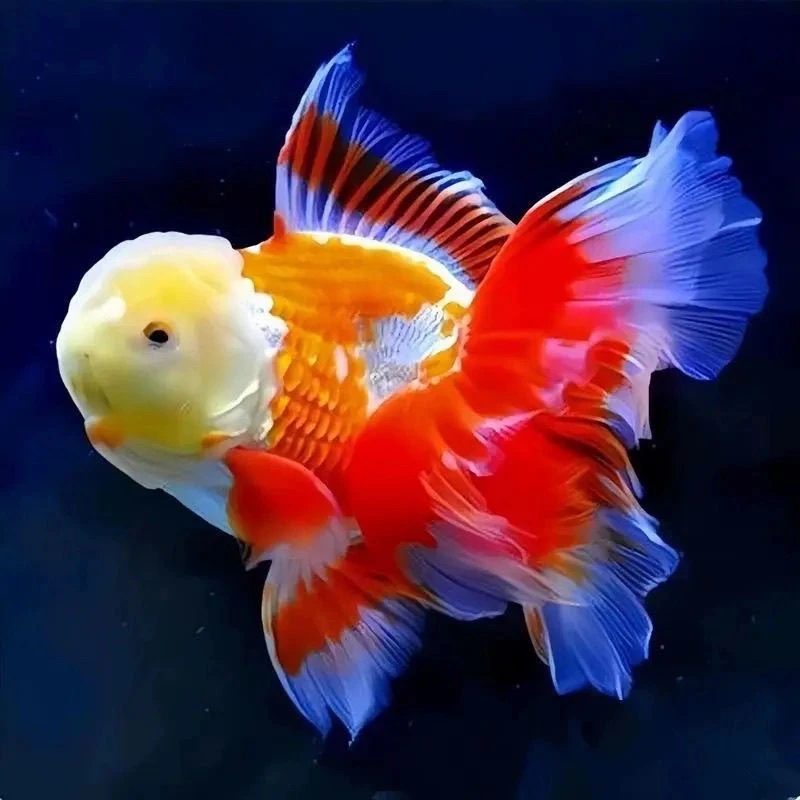 (改价链接)精品观赏金鱼马印灯介意勿拍（尺寸8到10厘米随机发）