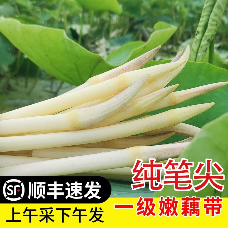 顺丰包邮湖北特产洪湖新鲜藕带藕尖藕占藕心现挖藕肠子洪湖藕带