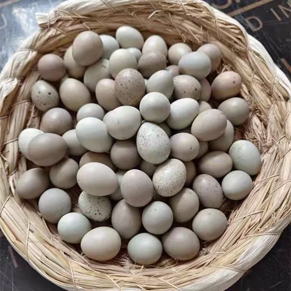 芦丁鸡饲养配套鸡蛋自动温控小鸡孵化孵蛋方便透气优选高透