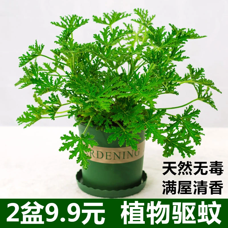 驱蚊草盆栽植物室内外阳台绿植好养四季常绿精选植株香气容易种植