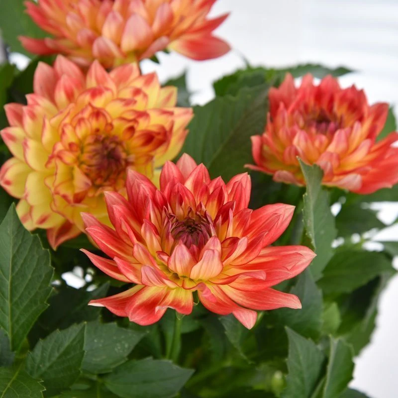 重瓣大丽花种子懒人阳台庭院室内外种植盆栽绿植花卉种子