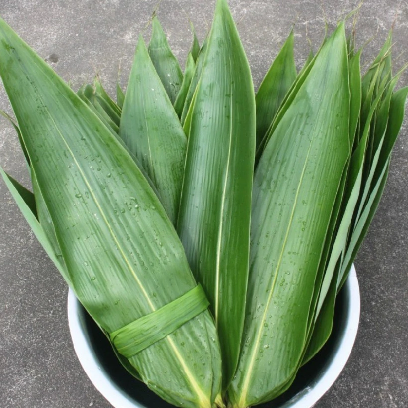 《端午节特惠》粽叶