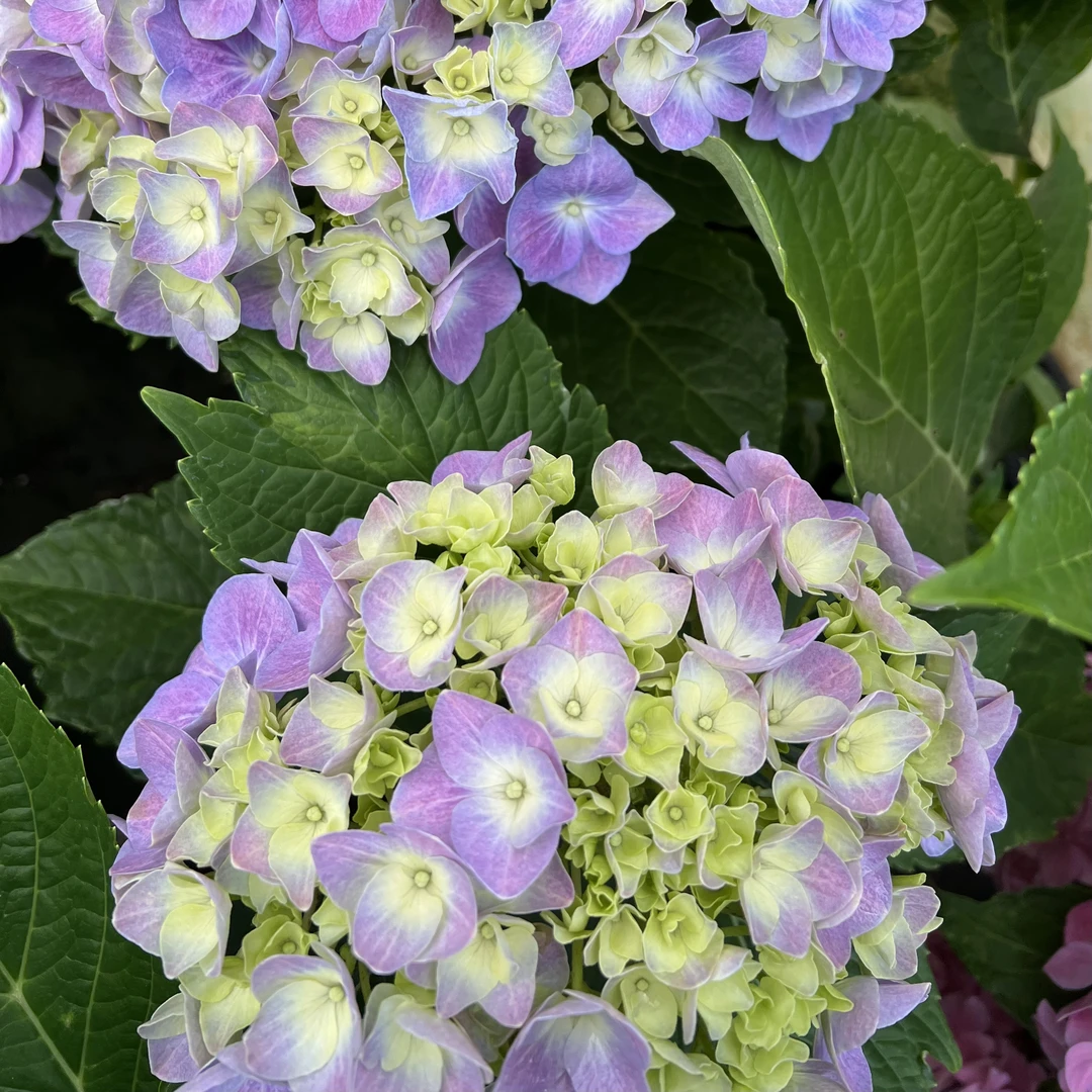 无尽夏绣球花苗带花苞四季开花绣球花大苗易多梦幻栽庭院花卉植物