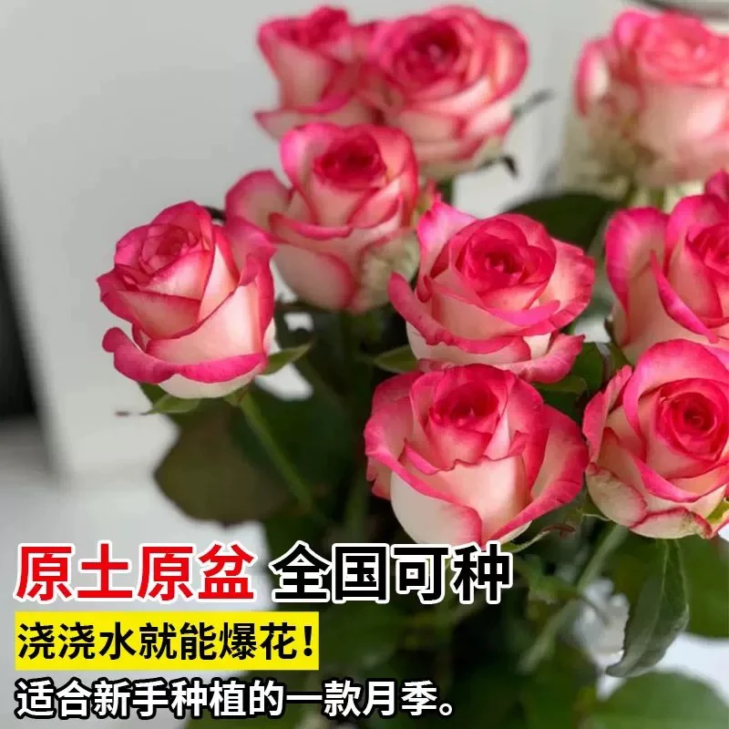 玫瑰花苗盆栽带花苞四季开花好养易活绿植物室内外阳台花卉月季苗