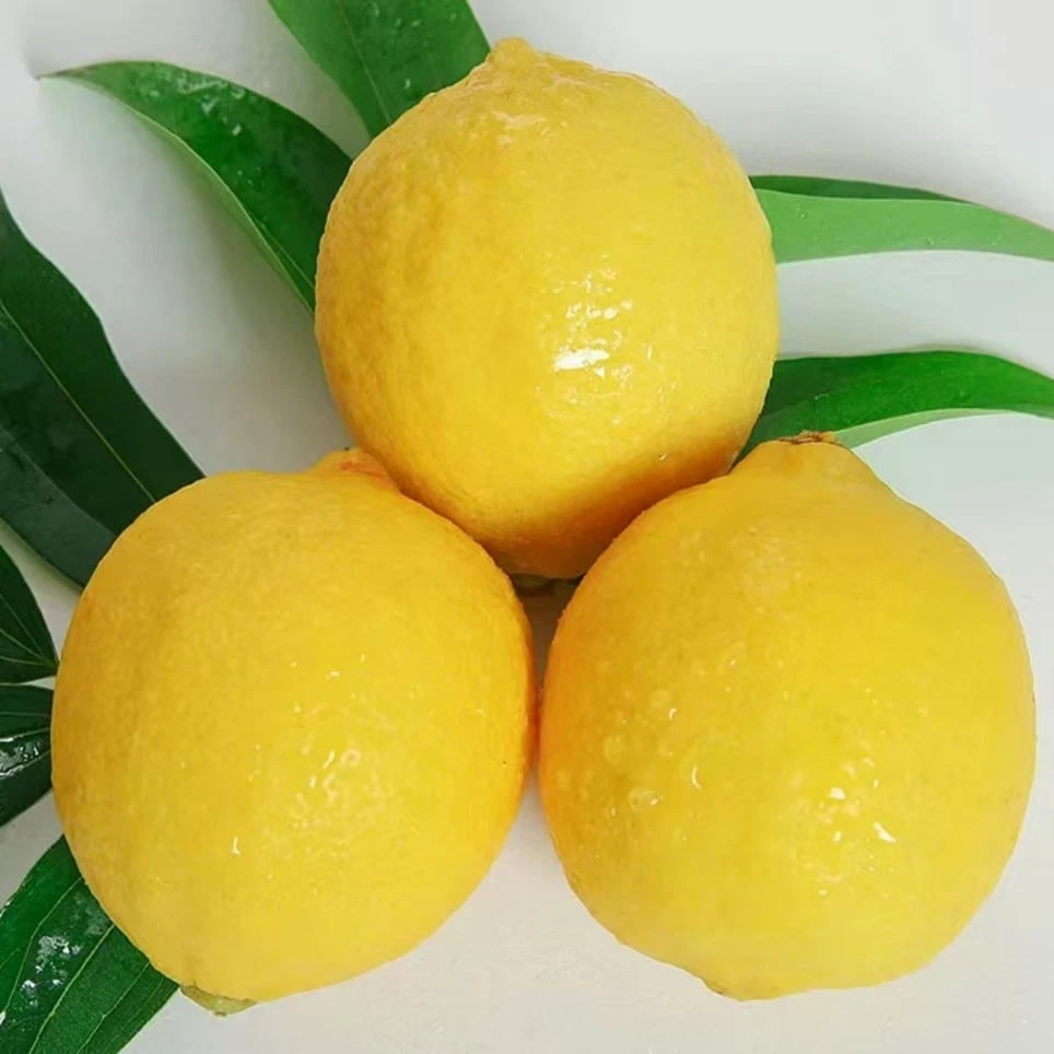 四川安岳黄柠檬  柠檬皮薄酸甜多汁果园直发多规格包邮到家
