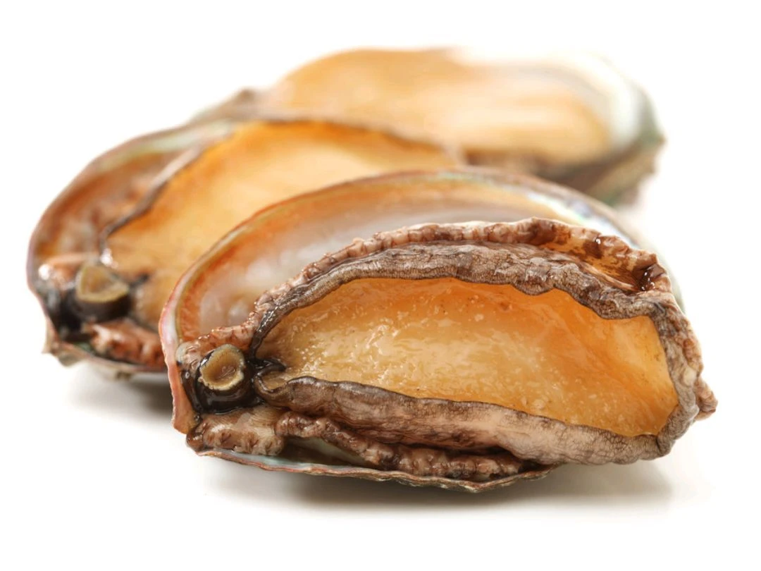 【鲜水产】10头鲍鱼  /个