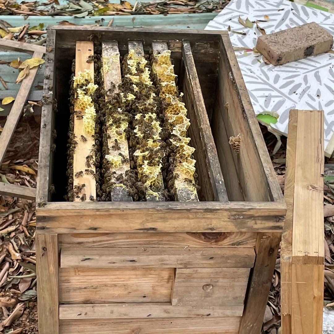 3脾带箱中蜂全套蜜蜂箱带巢基带子脾带蜂王顺丰包邮