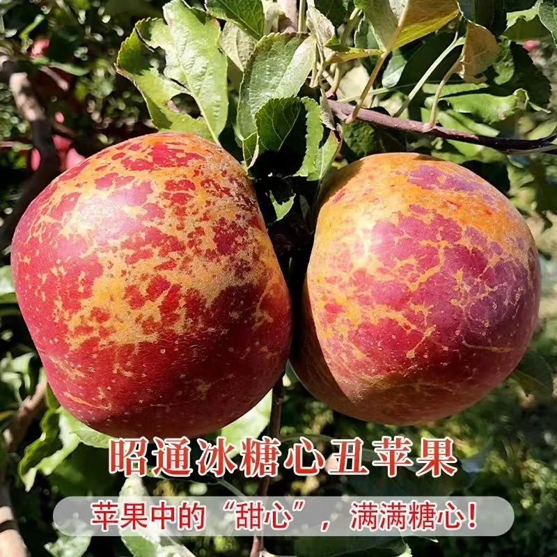 【新鲜现摘】正宗云南昭通冰糖心丑苹果脆甜多汁现摘现发5斤装