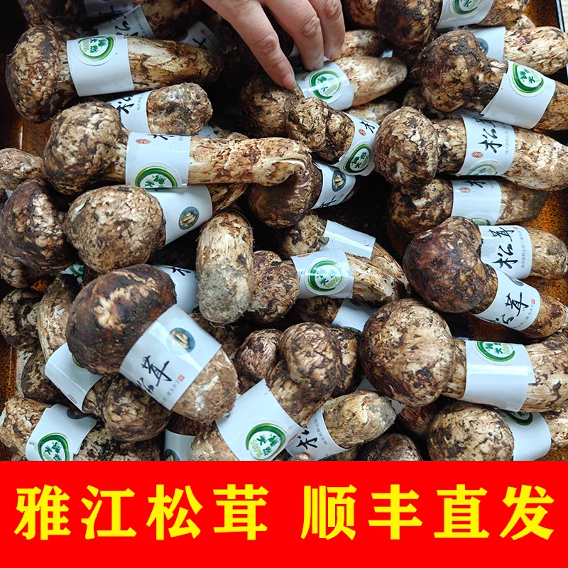 新鲜雅江松茸野生菌牛肝菌鸡纵菌顺丰包邮