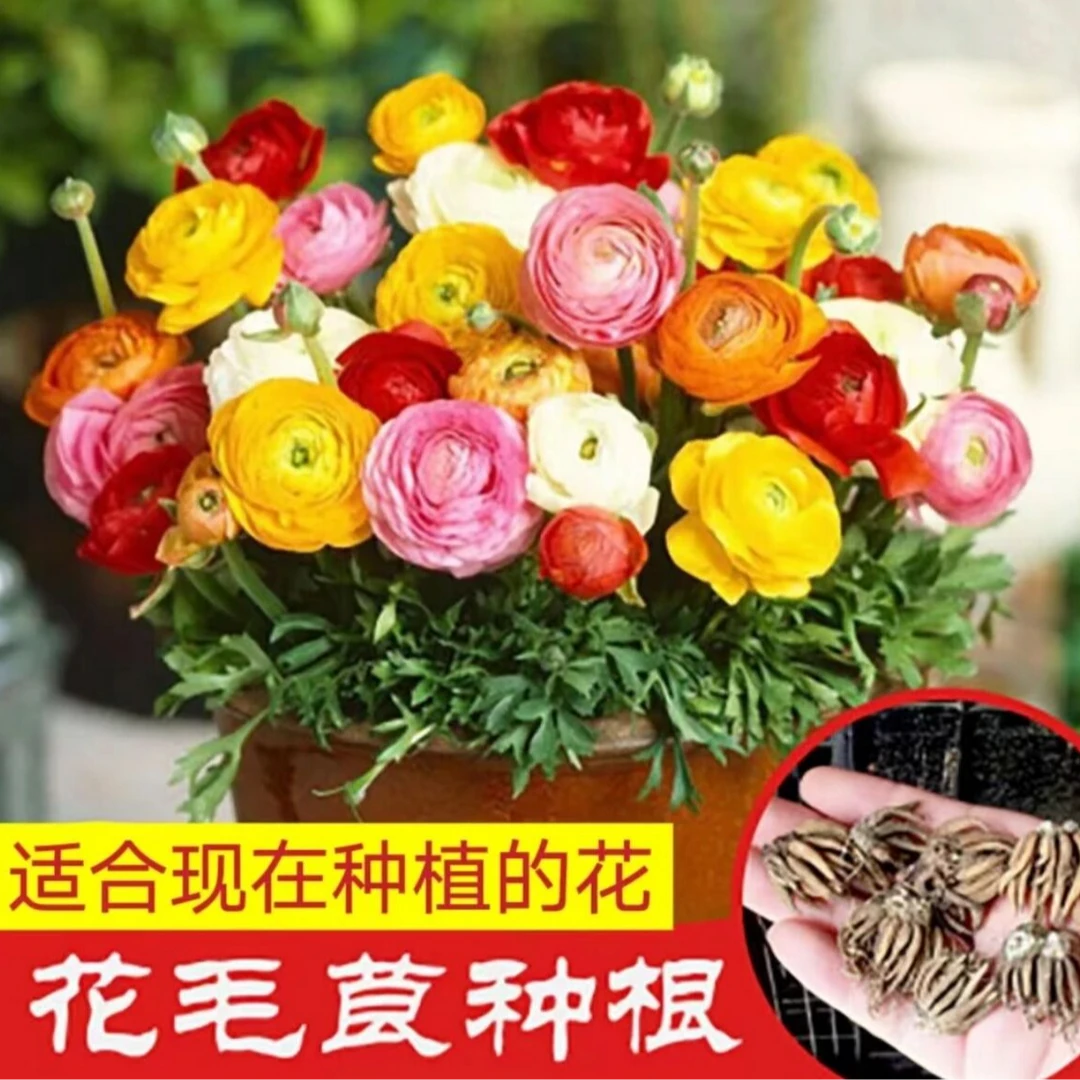 抢！糖果色花毛莨种球 重瓣洋牡丹种球根 盆栽 室内外阳台四季开花