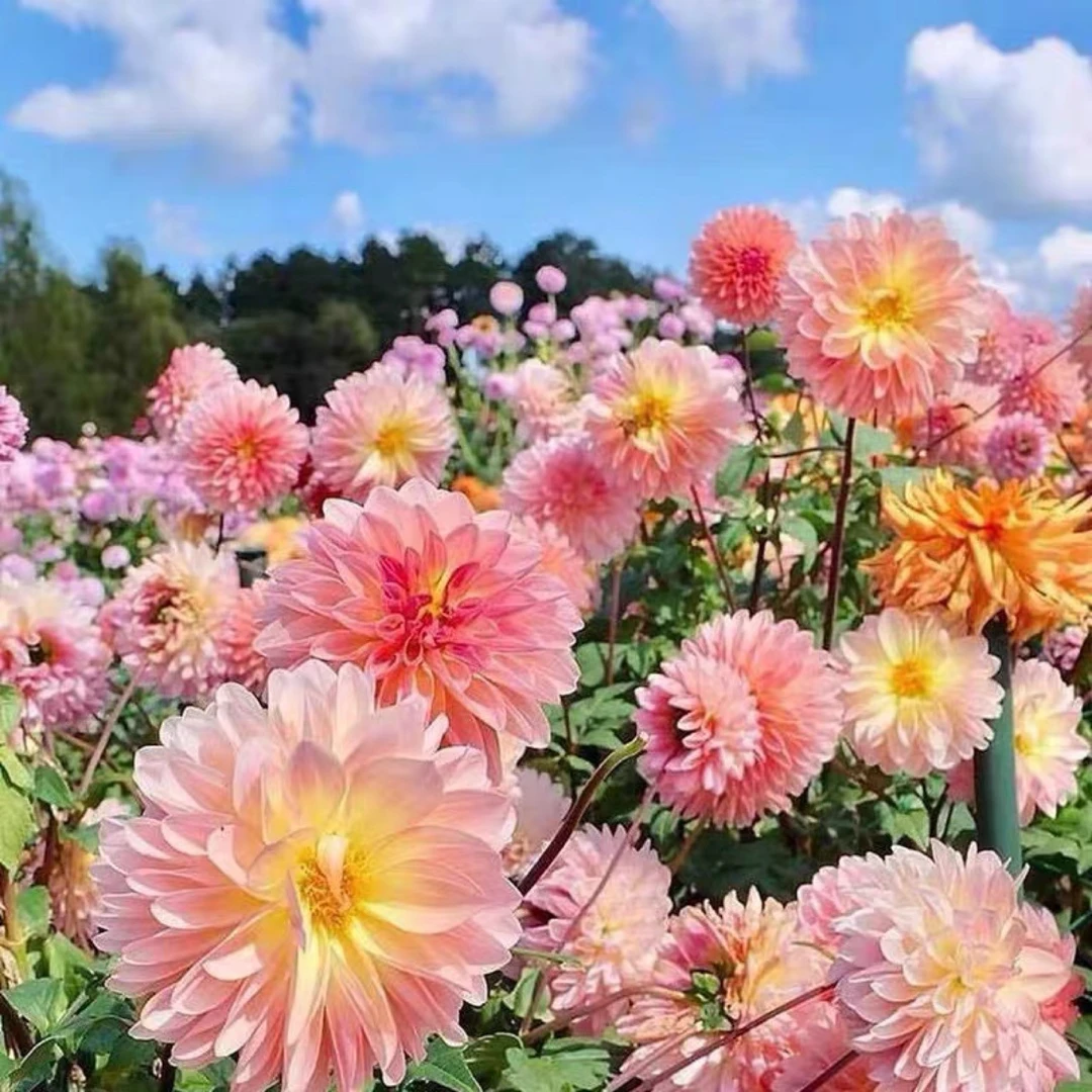 【混色大丽花种籽】彩虹糖果重瓣多年生庭院阳台四季易活盆栽花