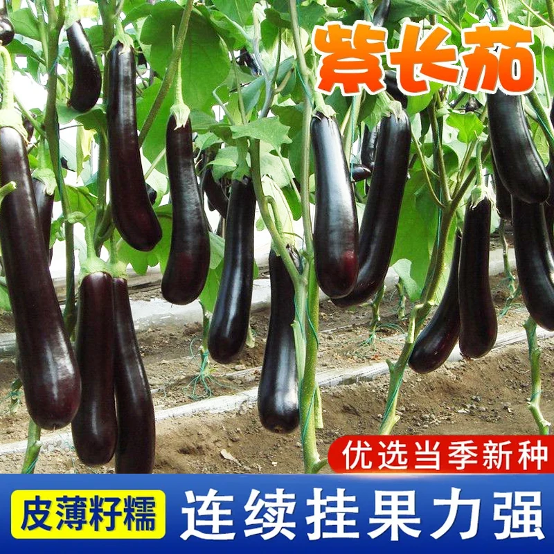 （拍2发3）早熟甜糯烧烤茄子种子皮薄黑色甜糯春夏秋四季播蔬菜籽