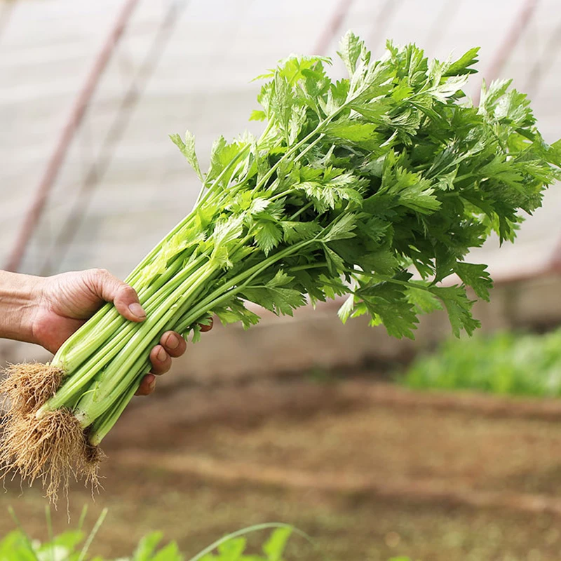 【芹菜种子】速生四季小香芹西芹实芹清脆爽口花园盆栽阳台种植