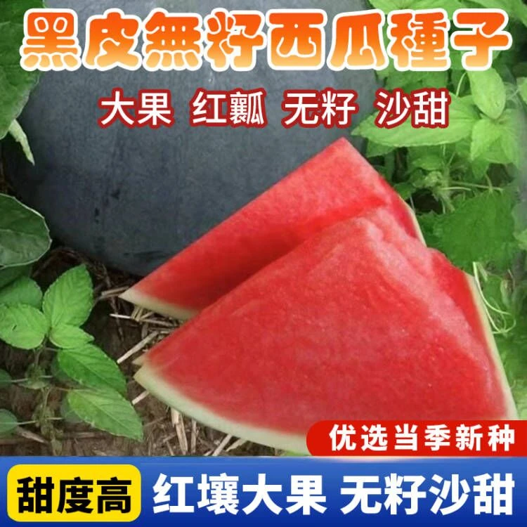 【新黑皮无籽西瓜】西瓜种子适应性强四季种植西瓜种子甜脆水果种子