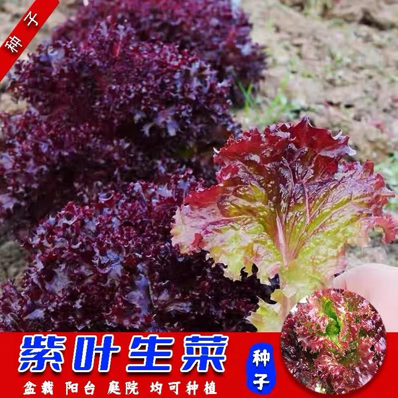 （拍2发3）紫叶生菜种子紫罗兰生菜四季阳台可种盆栽庭院小院当季