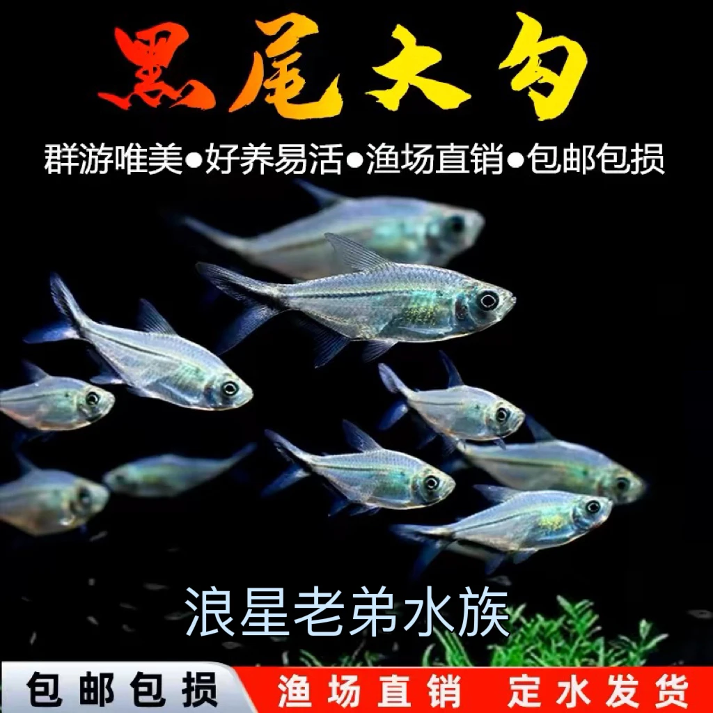 【浪星老弟】黑尾大勾群游观赏鱼草缸小型热带鱼混养好养活体