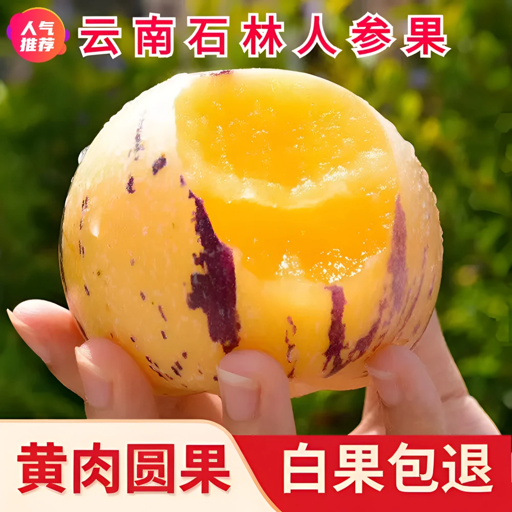 正宗云南石林人参果颗颗甄选当季新鲜孕妇低糖水果黄心黄肉树上熟