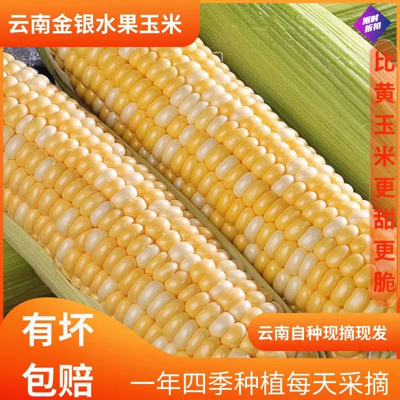 云南水果玉米 新鲜采摘 3/5/9斤 可生吃 甜脆爆浆 现摘甜非小香薯