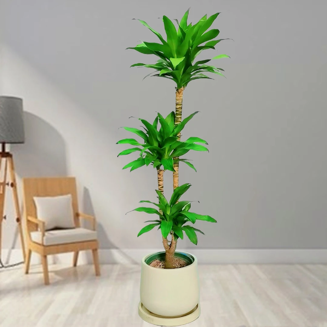 荷花铁绿植客厅落地老办公室内大型植物网红好养观叶巴西木大盆栽