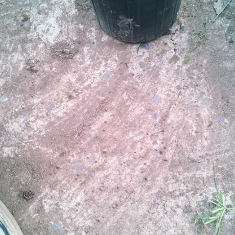 金弹子的金枪是真的