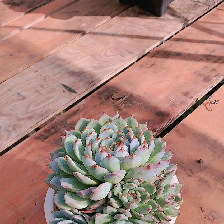 吉娃娃多肉12357866544