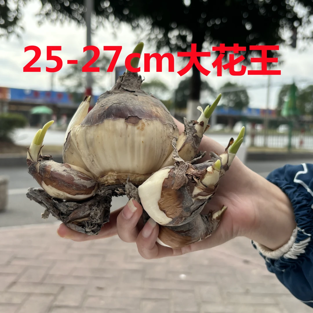 【花王种球】漳州水仙花耐寒好养浓香水培年宵花栽培室内水培盆栽