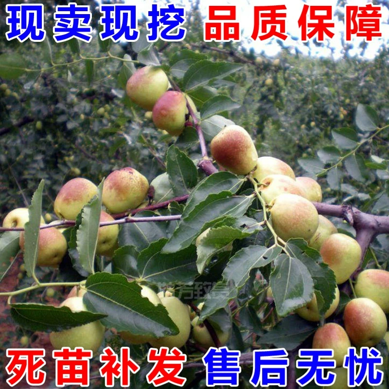 和田红枣新疆大枣哈密大枣果树苗骏枣壶瓶枣冬枣赞皇大枣若羌红