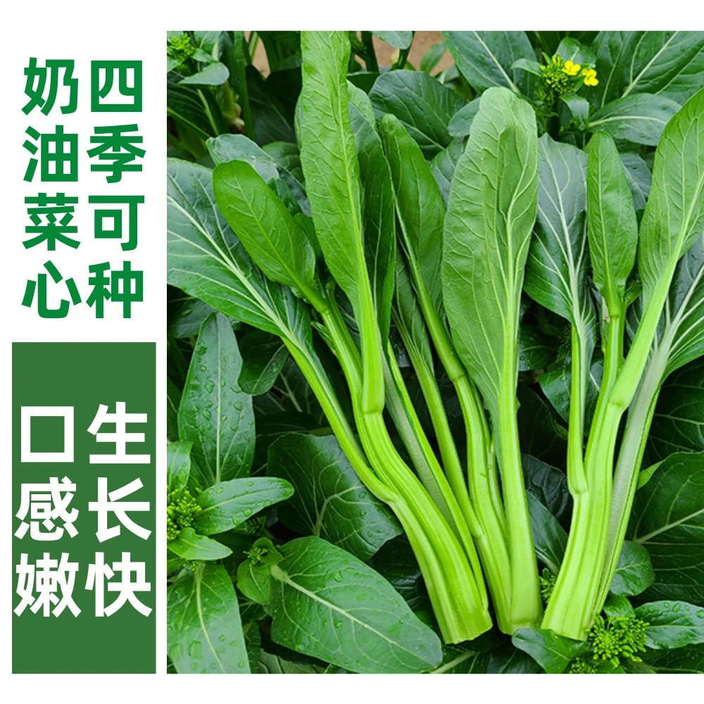 菜心种子四季奶油菜心广东菜心四季蔬菜种子阳台盆栽脆嫩菜苔种子