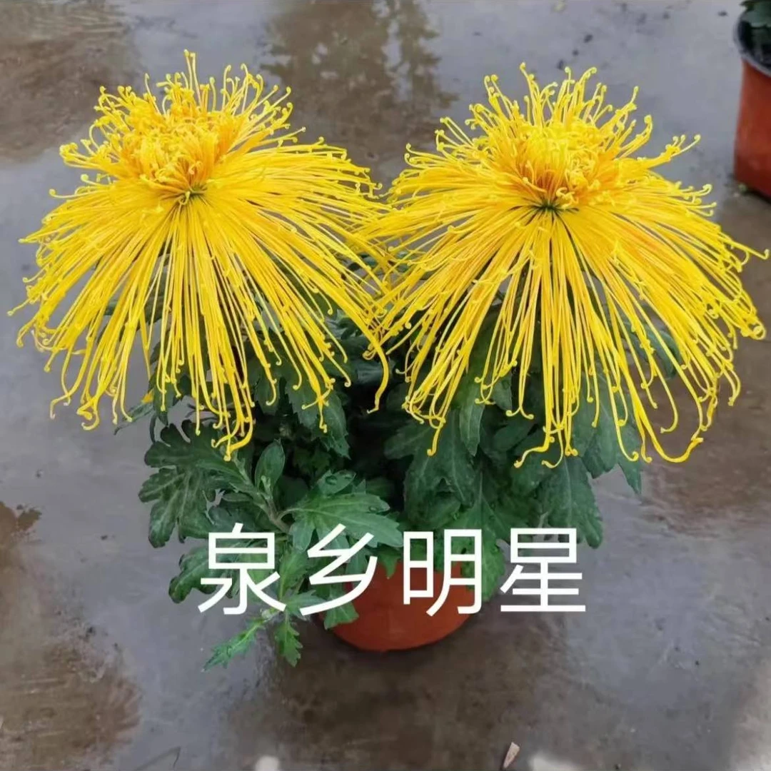 菊花盆栽带花苞四季开花【金丝麦浪】花卉绿植九月菊花多年生好养
