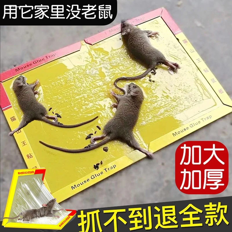网红老鼠贴强力粘鼠板超强粘性贴纸灭鼠胶超值家用捕鼠神器克星DD