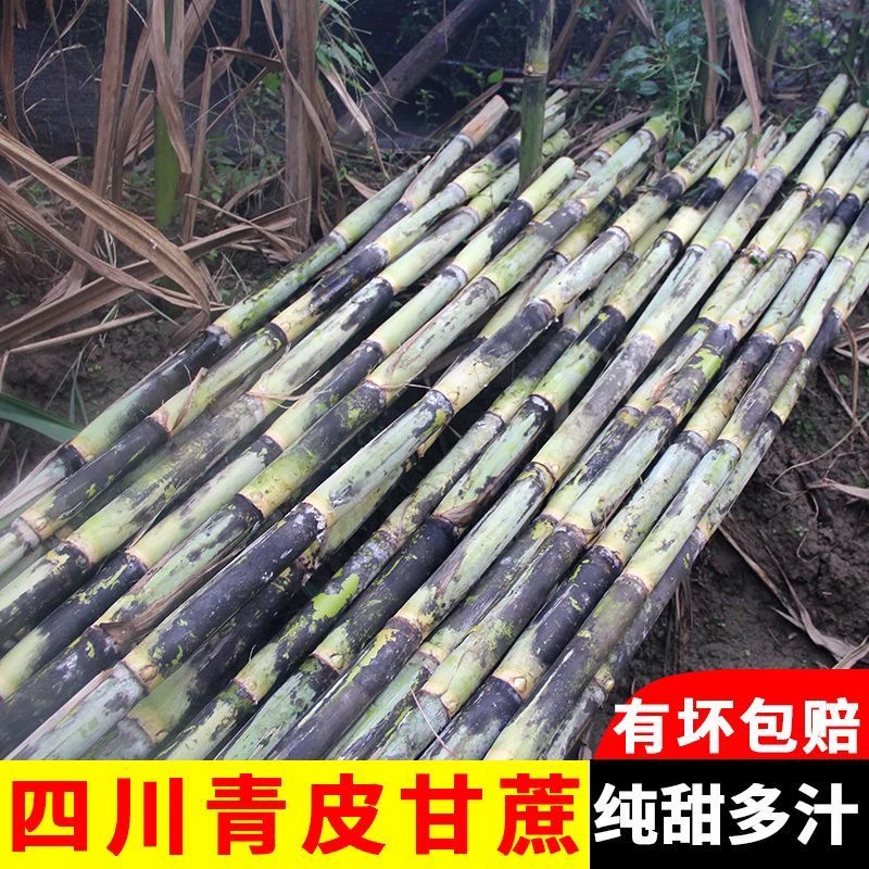 四川青皮甘蔗鲜甘蔗脆甜新鲜脆皮多汁农家自种当季水果绿皮甘蔗