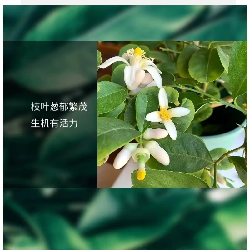 四季香水盆栽长青客厅阳台楼顶幸福树庭院绿植养护【顺丰送货上门】