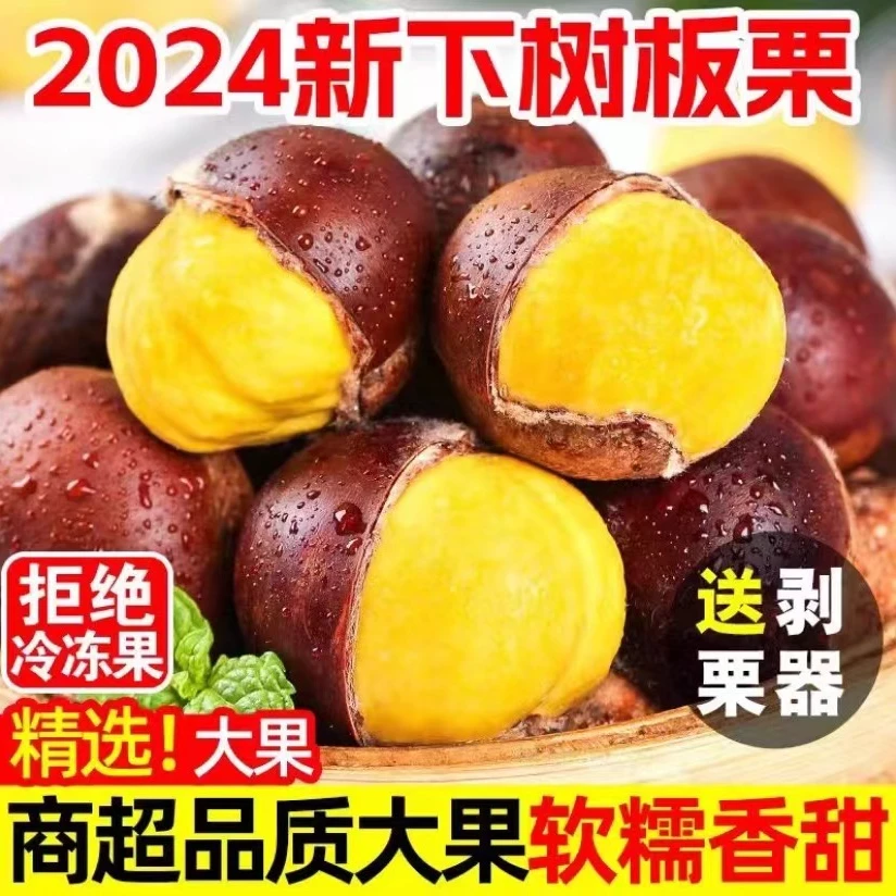 2024年正宗辽宁丹东新鲜大板栗深山老树板栗现摘产地直发