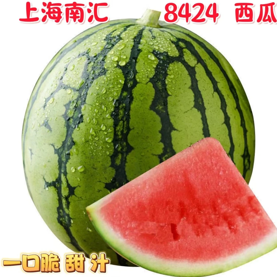 正宗农家上海南汇8424西瓜头茬皮薄瓜脆味甜新鲜采摘水果产地直发