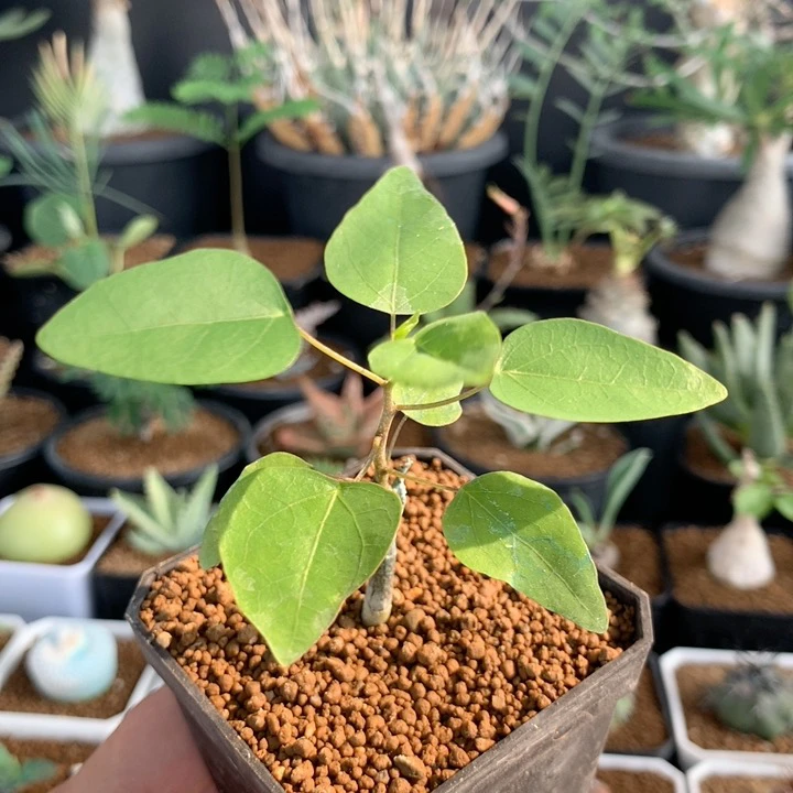 马岛腺蔓实生块根植物