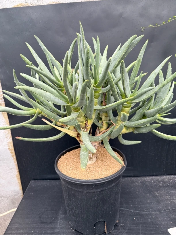 多枝芦荟多肉植物块根植物绿植一物一拍