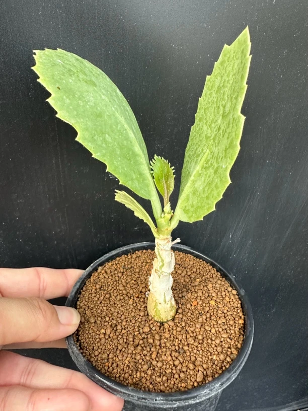 祖逖葡萄翁块根多肉植物