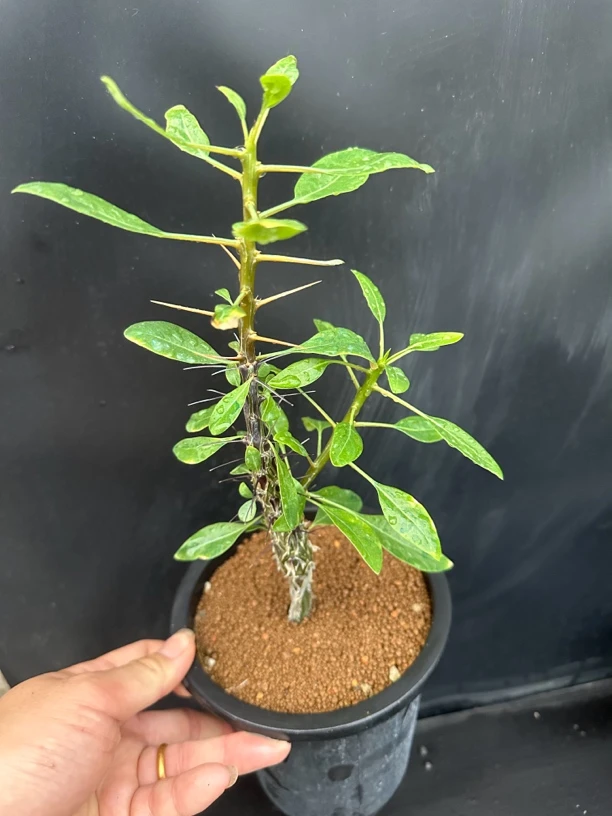 玛琪拉福桂花实生块根植物