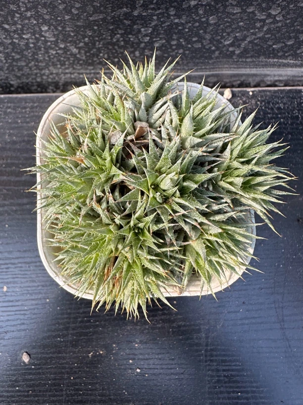 坨坨凤沙漠凤梨多肉植物